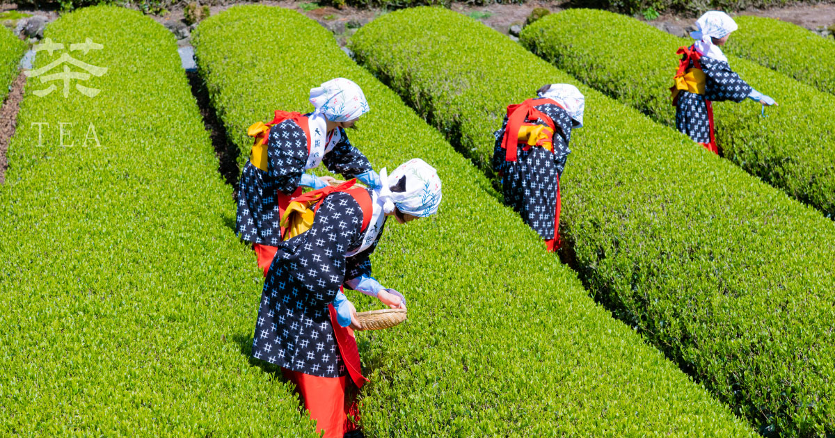 抹茶の二大産地　京都宇治　愛知西尾     宇治山政小山園　宇治上林春松本店　西尾あいや